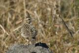 Crested Lark.