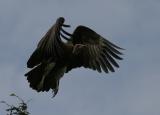 Hooded Vulture.