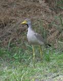 Wattled Plover.