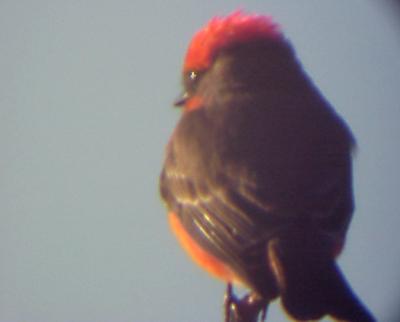 Vermilion Flycatcher - 12-1-04 - back