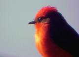 Vermilion Flycatcher - 12-1-04 - Hatchie NWR