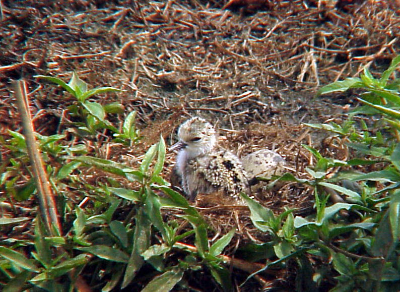 BNS - 6-26-04 - 2nd hatchling