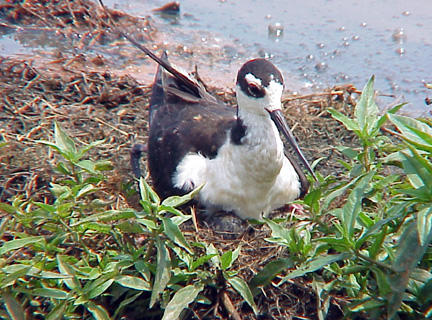 BNS - 6-26-04 - Settled on nest.