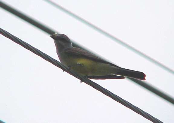 Western Kingbird - adult with food MS 6-26-04