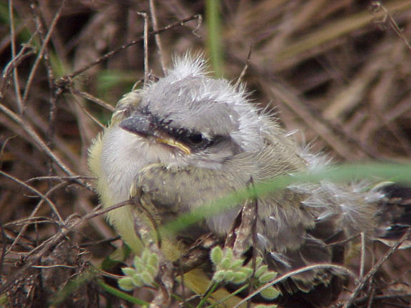 Western Kingbird - single fledgling MS 6-24