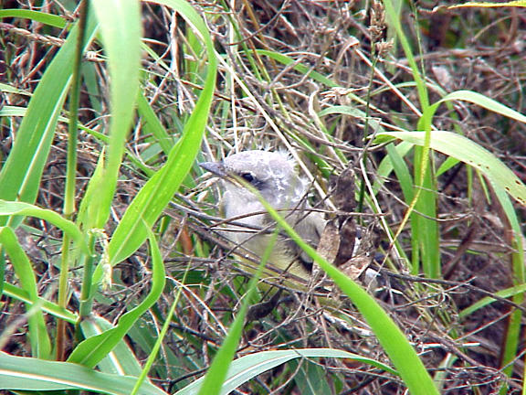 Western Kingbird fledgling -MS 6-26-04 - 2