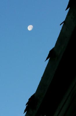 Ragged-Roofline.jpg