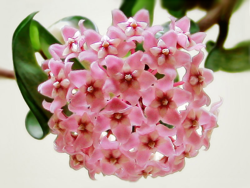 Hoya