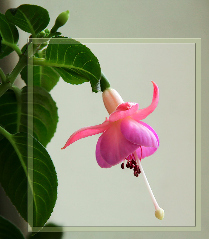 Fuchsia
