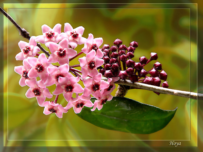 Hoya