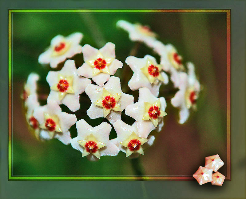 Hoya