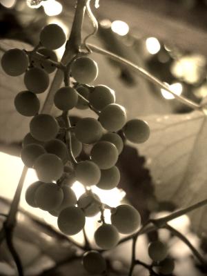 Grapes BW.jpg