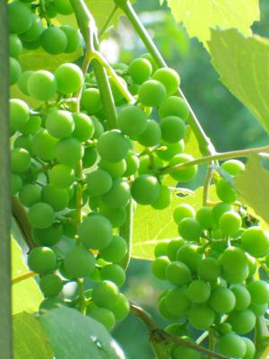 Grapes 2.jpg