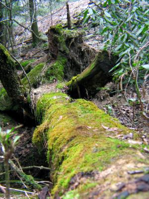 Tree Log.jpg