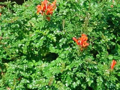 see the hummingbird in the lush green bush