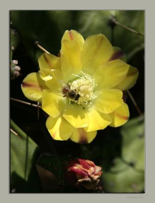 Prickly Pear Flower