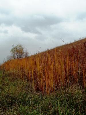 shades of fall.JPG