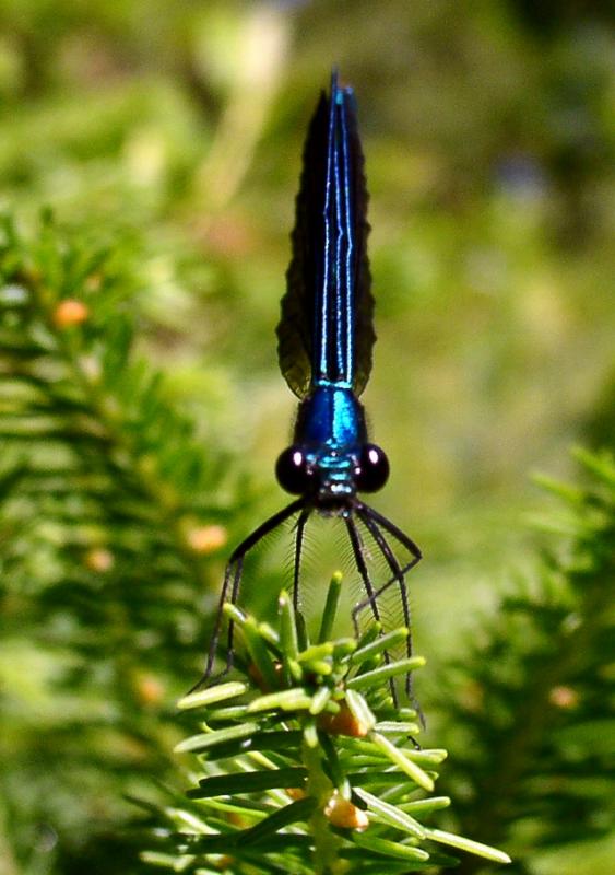 Black Dragom Fly.JPG