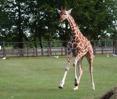 whip_zoo1-263br.jpg