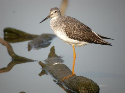 Greater Yellowlegs