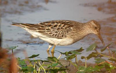 Pectoral Sandpiper