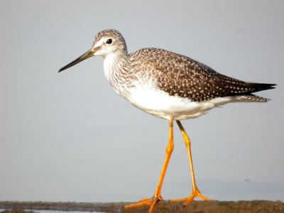 Greater Yellowlegs