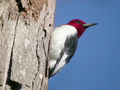 Red-headed Woodpecker