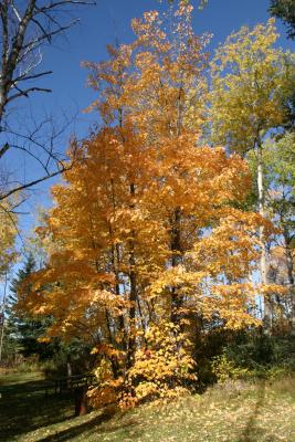 Lonely Maple Tree at Kapkigiwan