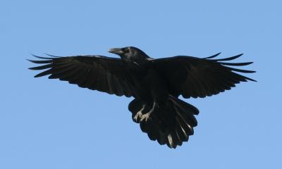 Raven gliding in to land