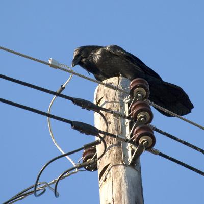 Raven pondering wiring