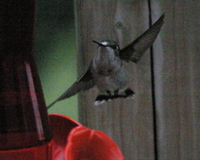 Hummingbird 3200 ISO 1/4000 proof of concept