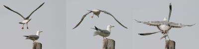 Two Seagulls competing for pole space