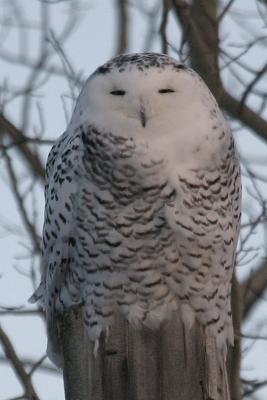 Snowy Owl on a dull morning