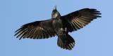 Raven flying over