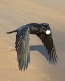 Raven flying close to road surface