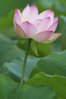 Lotus Blossom 4 (2004)