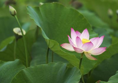 Lotus Blossom 5 (2004)