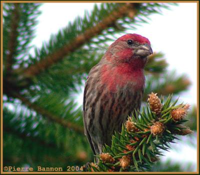 Roselin familier (House Finch)
