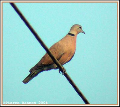 Red-collared Dove (Tourterelle  tte grise)