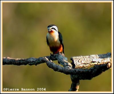 Collared Falconet (Fauconnet  collier)