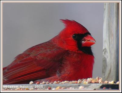 Cardinal rouge (Bois-de-Liesse, 20 fév 2005)