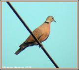 Red-collared Dove (Tourterelle à tête grise)