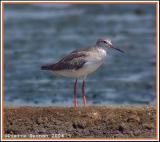 Common Redshank (Chevalier gambette)