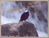White-capped Water Redstart (Torrentaire à calotte blanche)