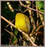 Black-crested Bulbul (Bulbul  tte noire)