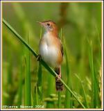 Bright-headed Cisticola (Cisticole  couronne dore)