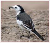 White Wagtail (Bergeronnette grise)