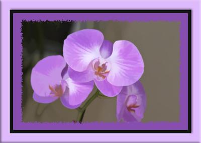 One of Leah's Orchids