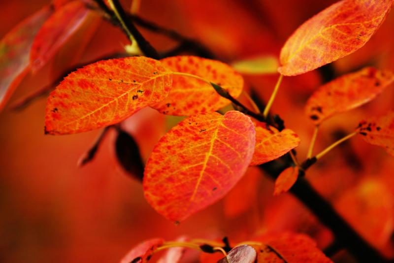Fall colors