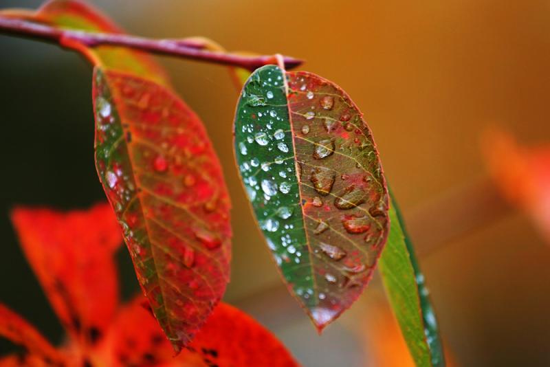 Fall colors